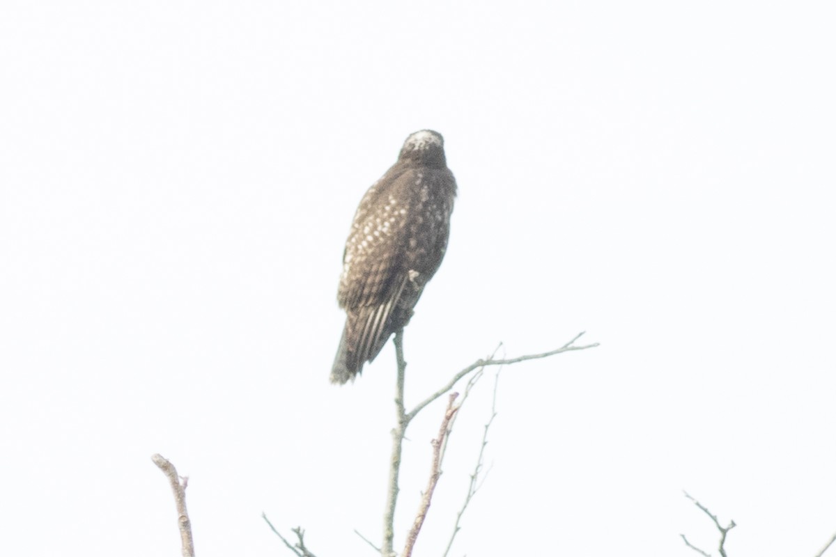 Red-tailed Hawk - ML43188751