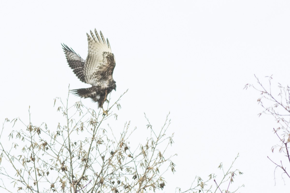 Red-tailed Hawk - ML43188821