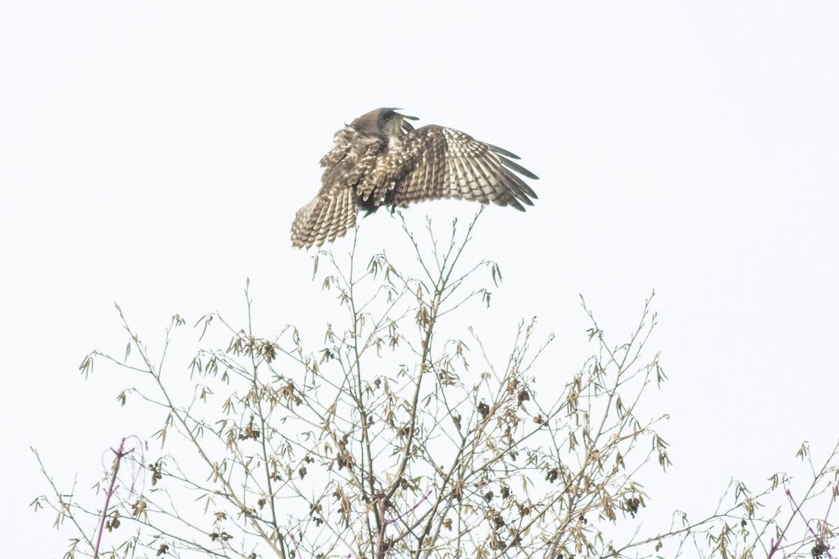 Red-tailed Hawk - ML43188831