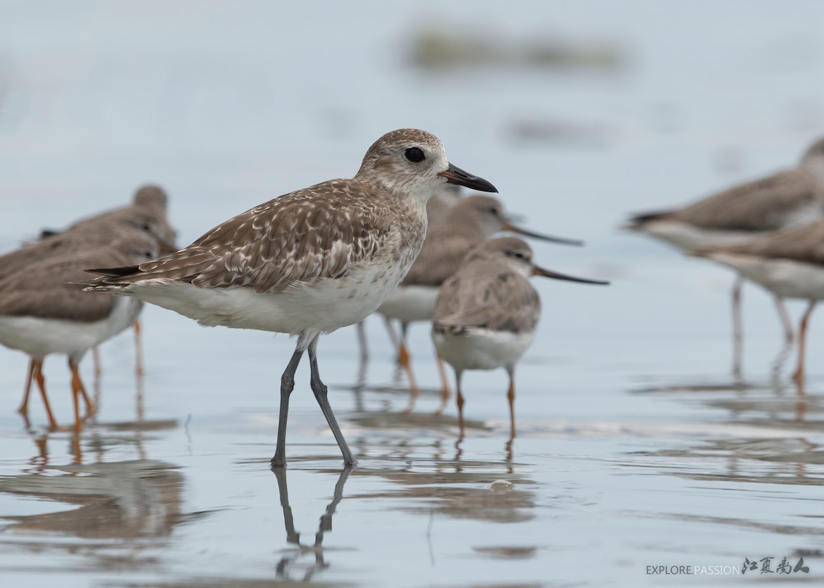 Black-bellied Plover - Wai Loon Wong