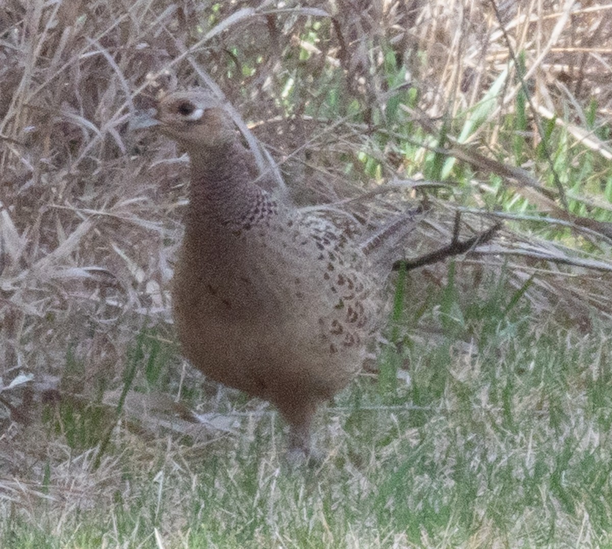 Ring-necked Pheasant - ML431893031
