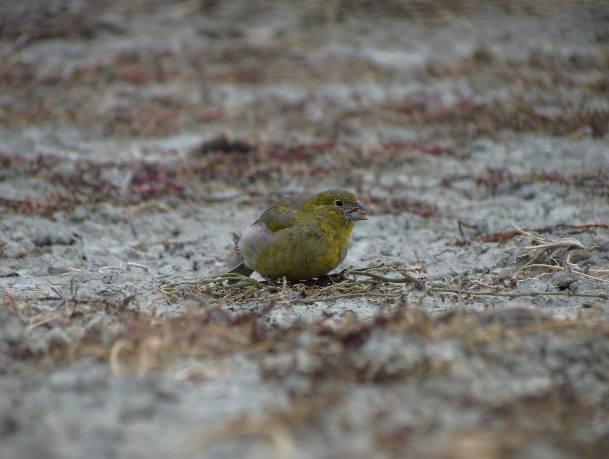 Patagonian Yellow-Finch - ML431901031
