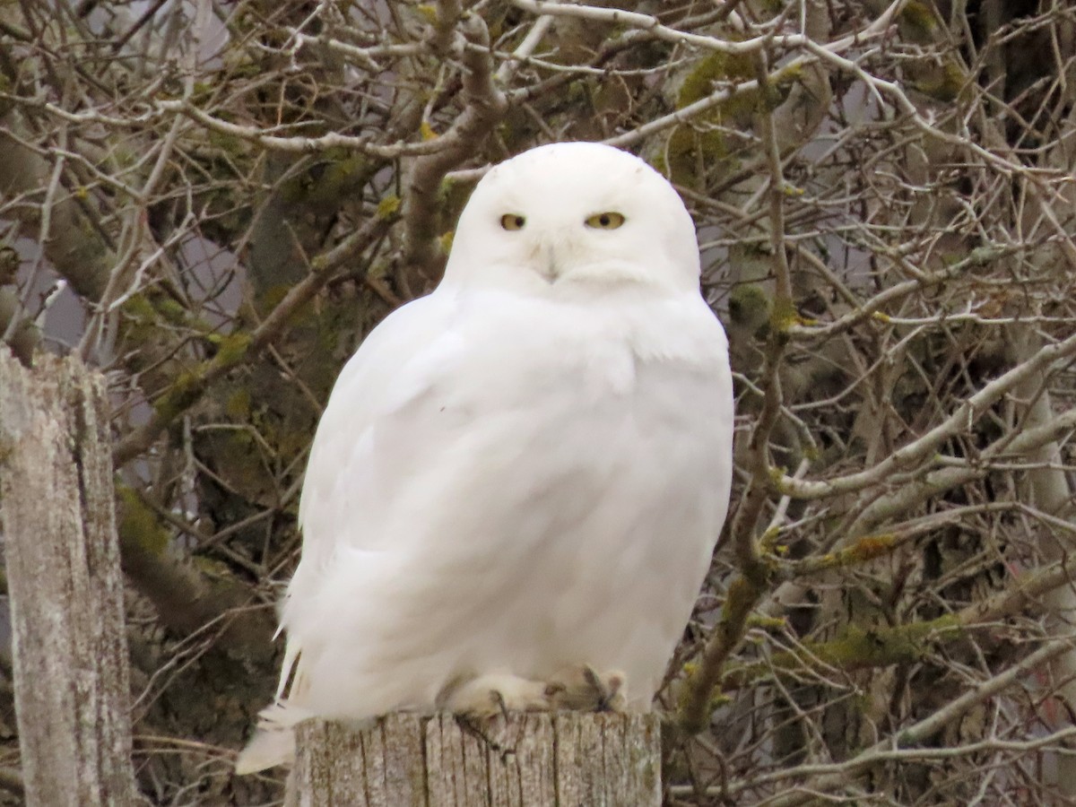 Snowy Owl - ML431907711