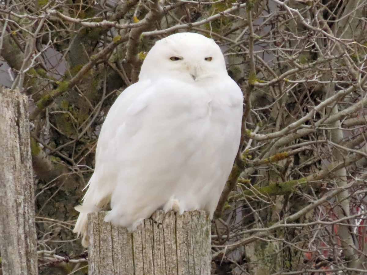 Snowy Owl - ML431910171