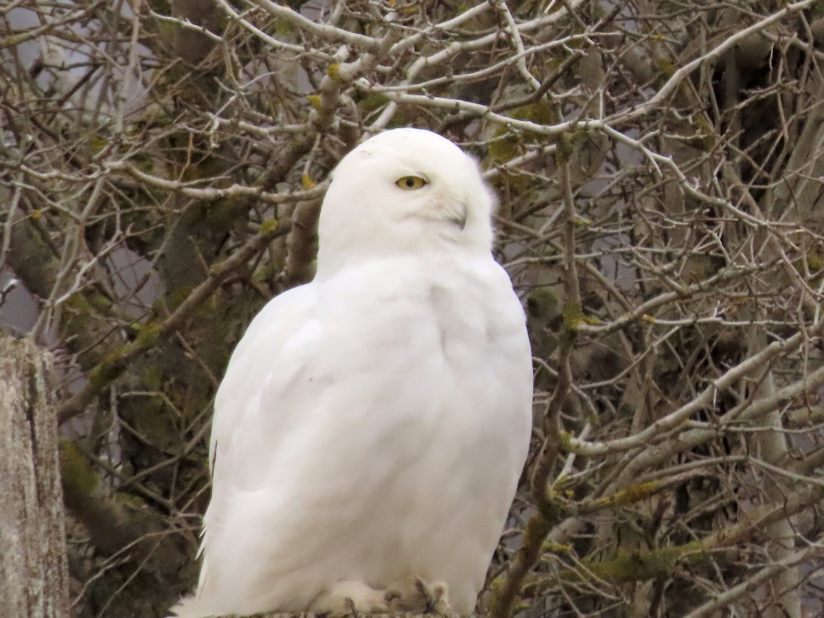 Snowy Owl - ML431910371