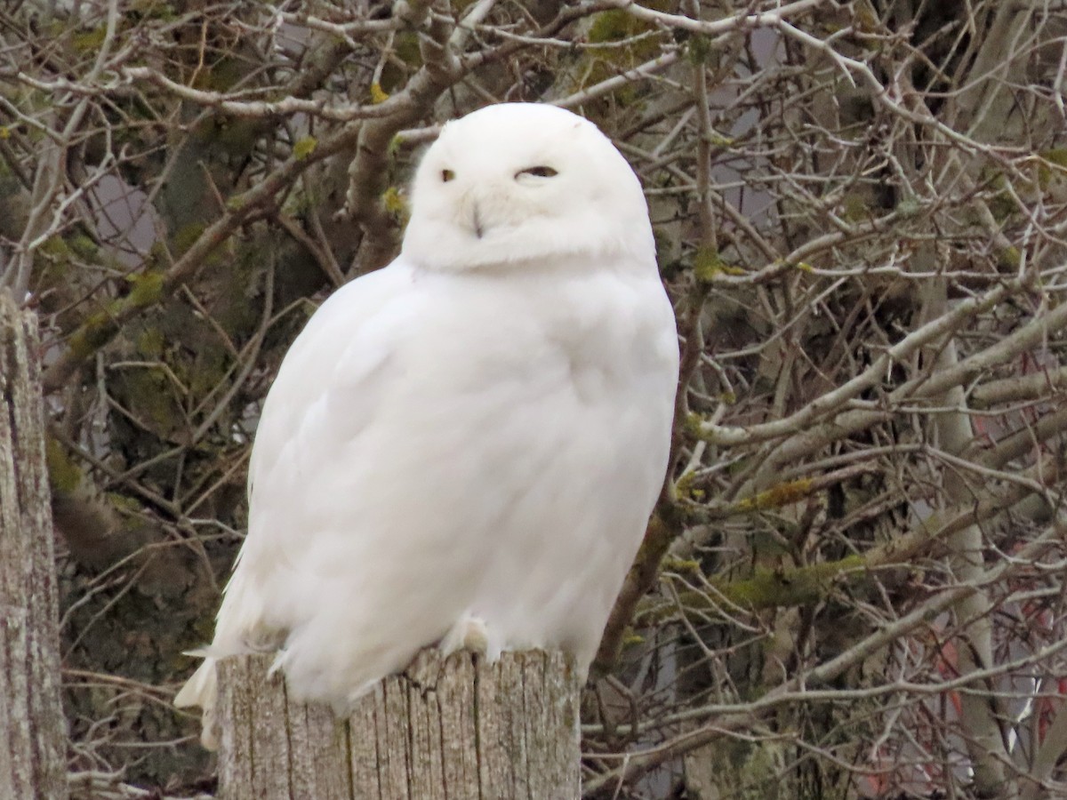 Snowy Owl - ML431910751
