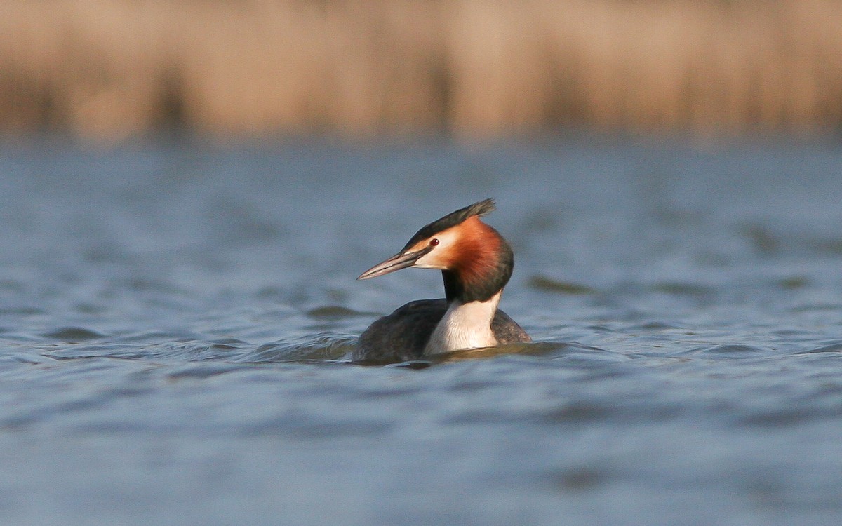 Great Crested Grebe - ML431914601
