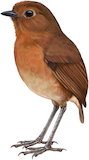 Ayacucho Antpitta Illustration