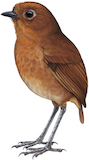 Oxapampa Antpitta Illustration