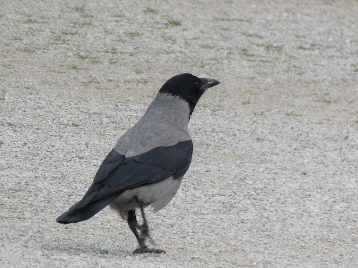 Hooded Crow - ML431931551