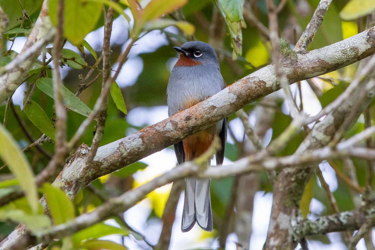 Rufous-throated Solitaire - ML431934201