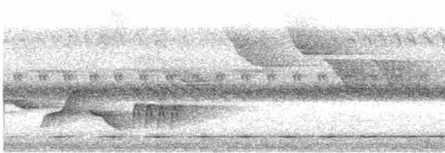 Kısa Kuyruklu Karıncaardıcı - ML431943551