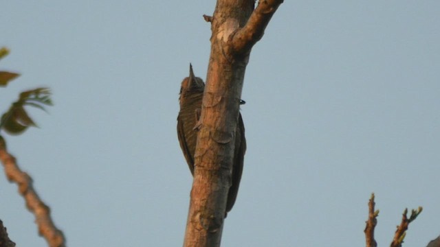 Little Woodpecker - ML431950111