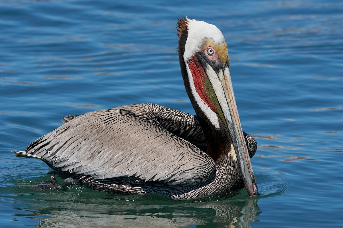 pelikán hnědý - ML431950771
