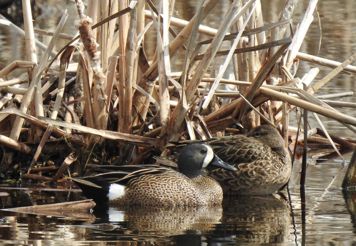 Blue-winged Teal - ML431953371