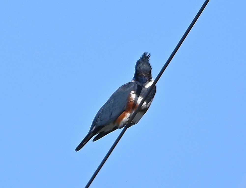 Belted Kingfisher - ML431955821