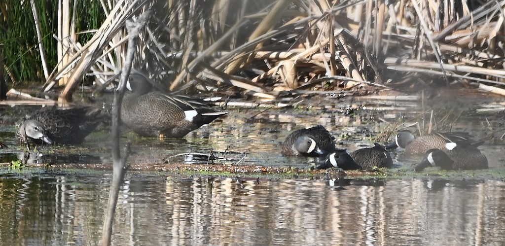 Blue-winged Teal - ML431956601