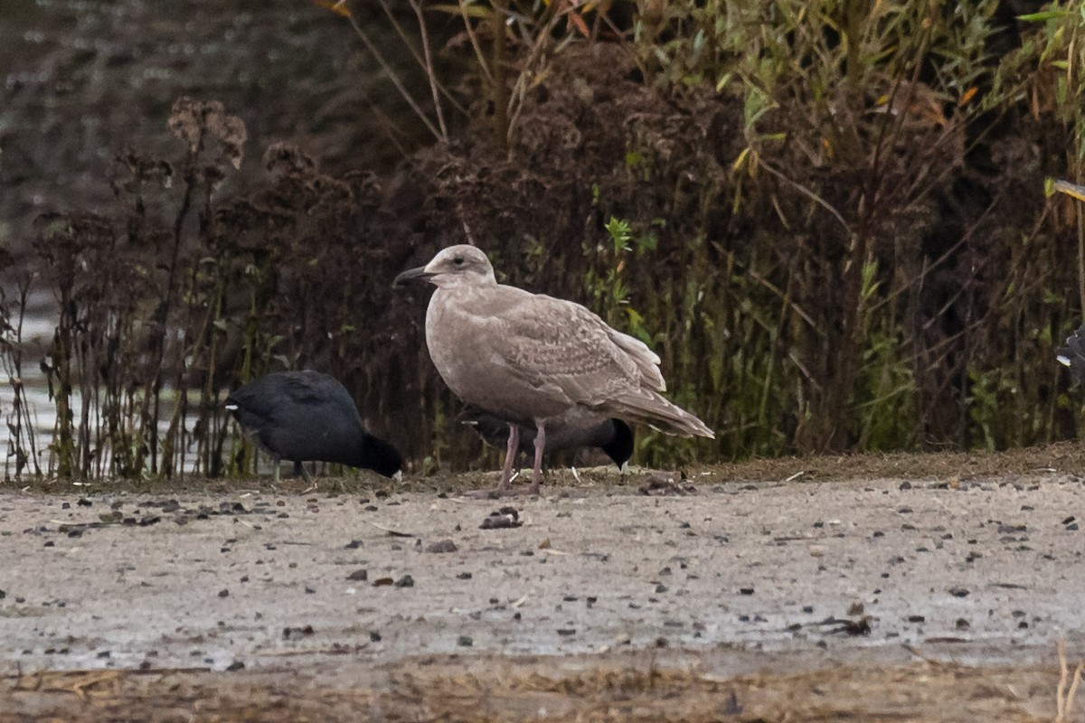 Glaucous-winged Gull - Jeff Bray