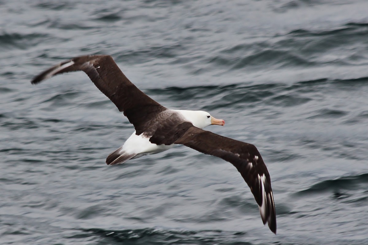 Albatros à sourcils noirs - ML431959831