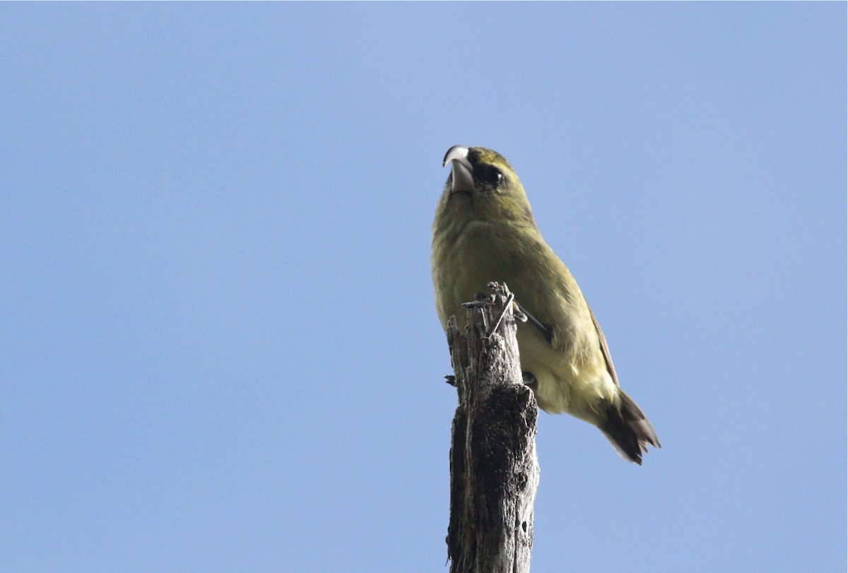 Papageischnabel-Kleidervogel - ML431964321