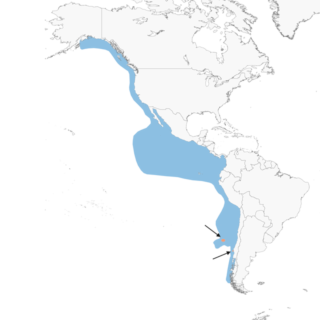 Distribution of the Pink-footed Shearwater -  - 