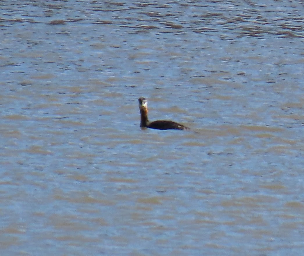 Red-necked Grebe - ML431974271