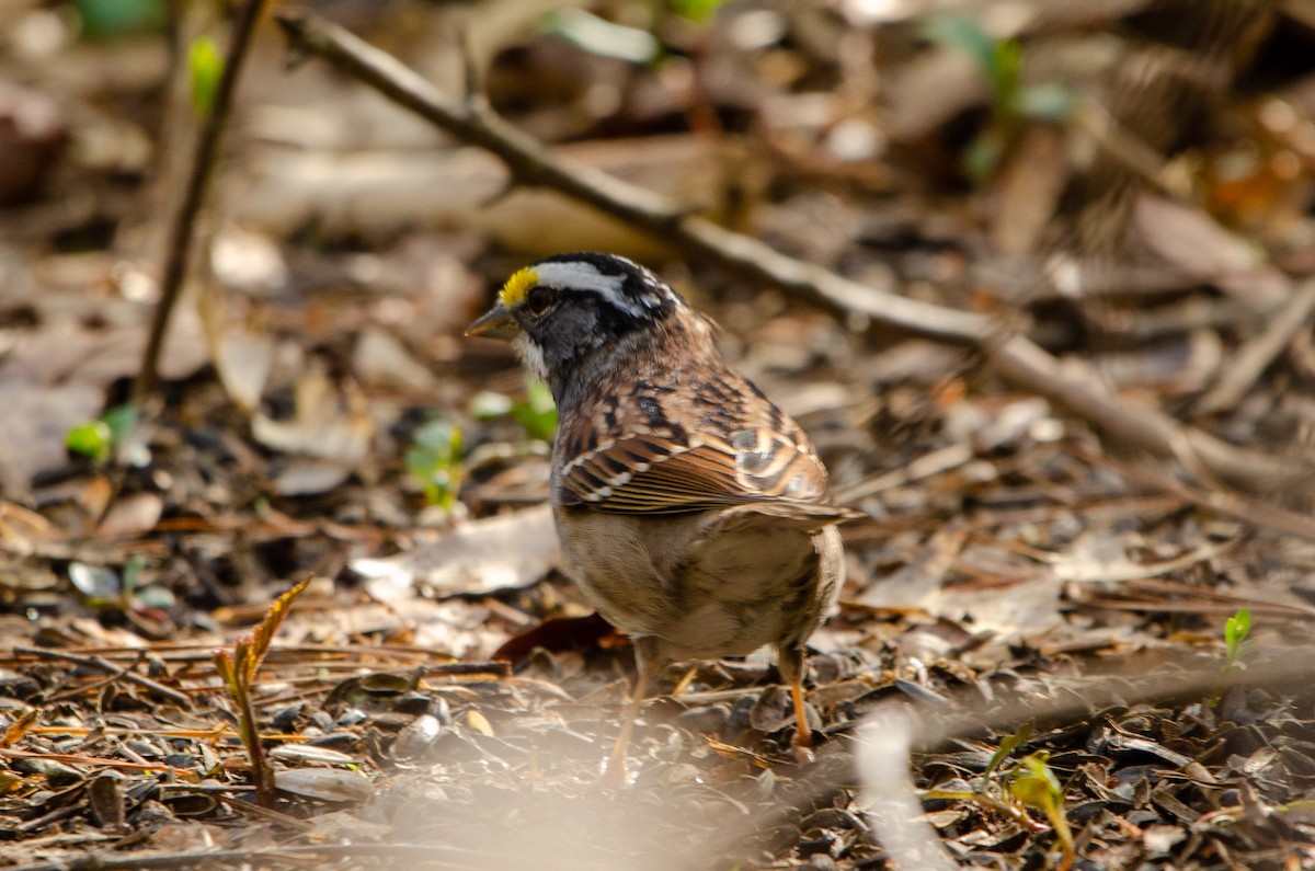 White-throated Sparrow - ML431978061
