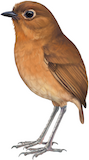 Panao Antpitta Illustration