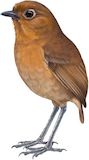 Chachapoyas Antpitta Illustration