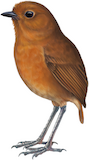 Equatorial Antpitta Illustration