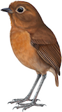 Puno Antpitta Illustration