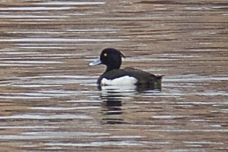 Tufted Duck - Gates Dupont