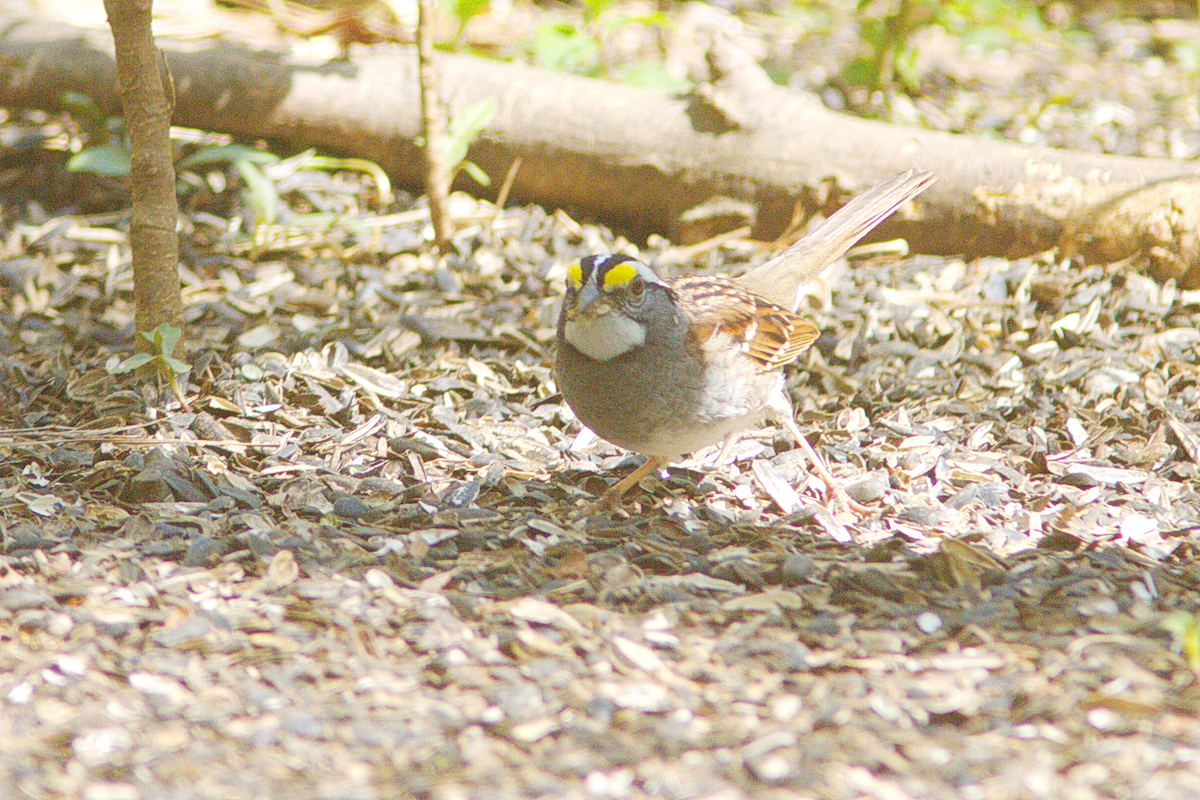 White-throated Sparrow - ML431988951