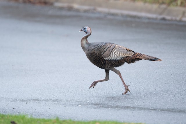 Wild Turkey