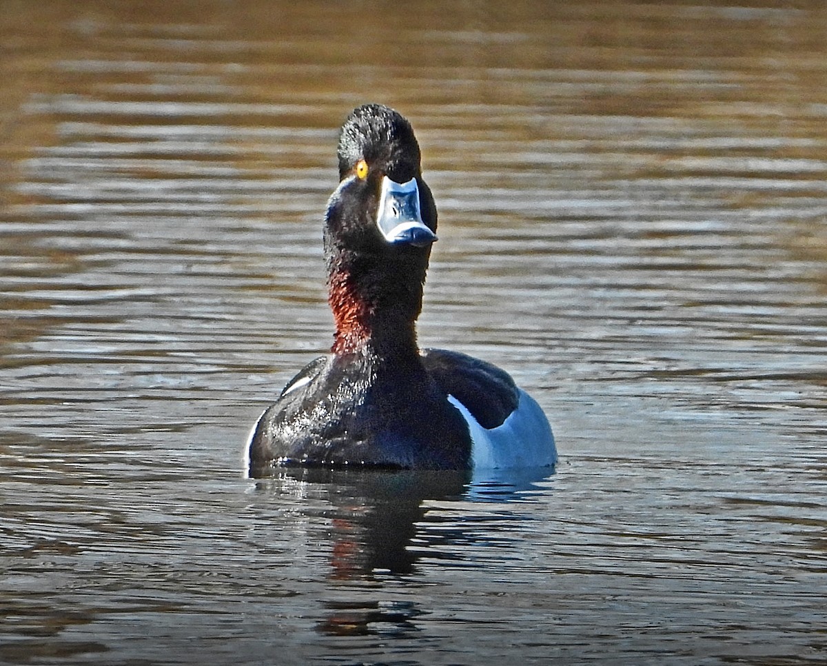 Ring-necked Duck - ML432001641