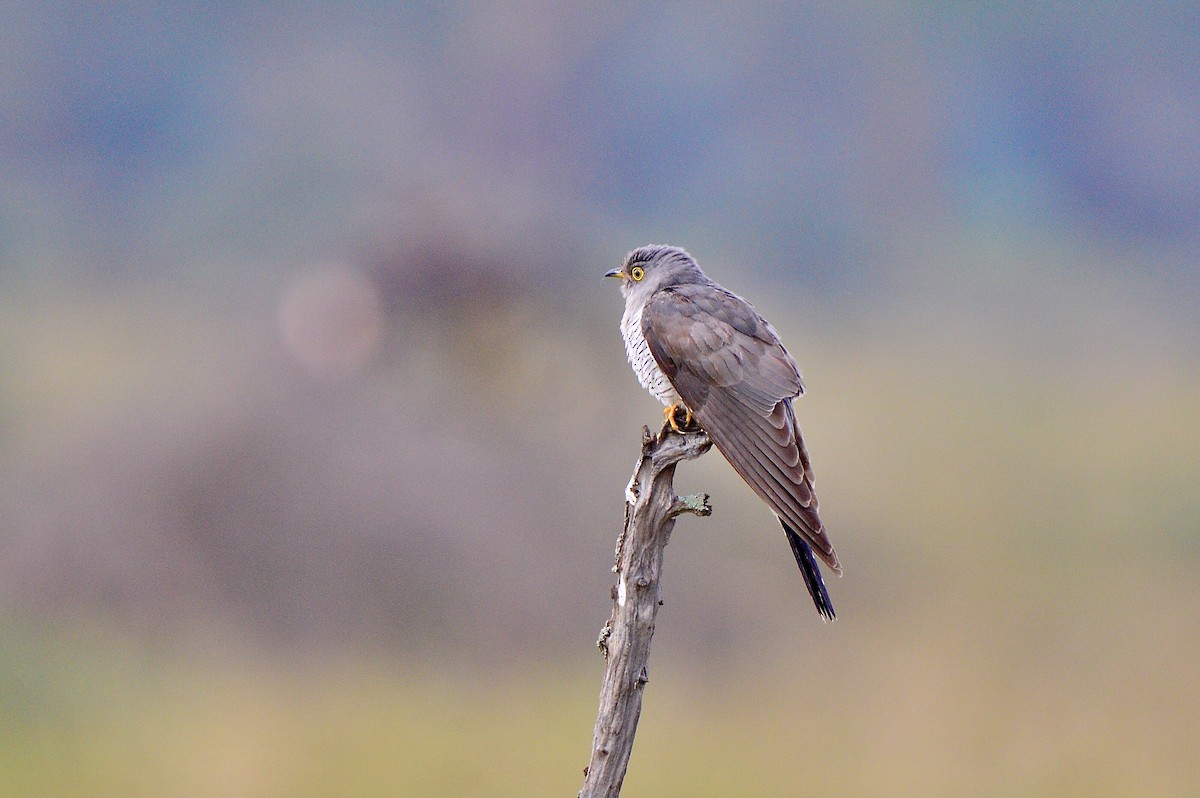 Common Cuckoo - Odd Helge Gilja