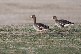 Greater White-fronted Goose, ML432007071
