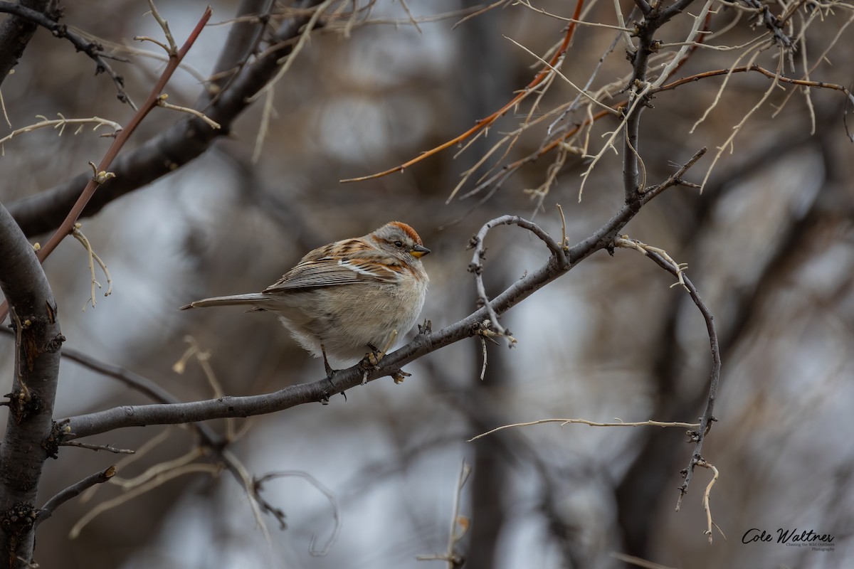 American Tree Sparrow - ML432014681