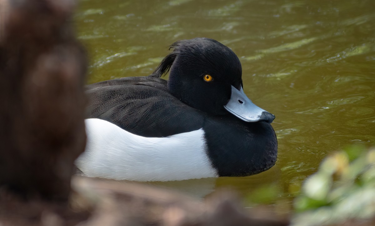 Tufted Duck - ML432014861