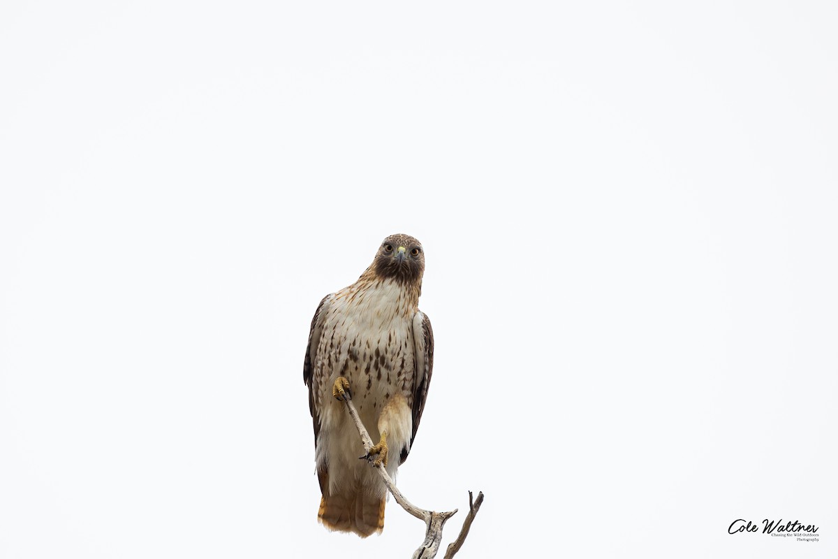 Red-tailed Hawk - ML432014971
