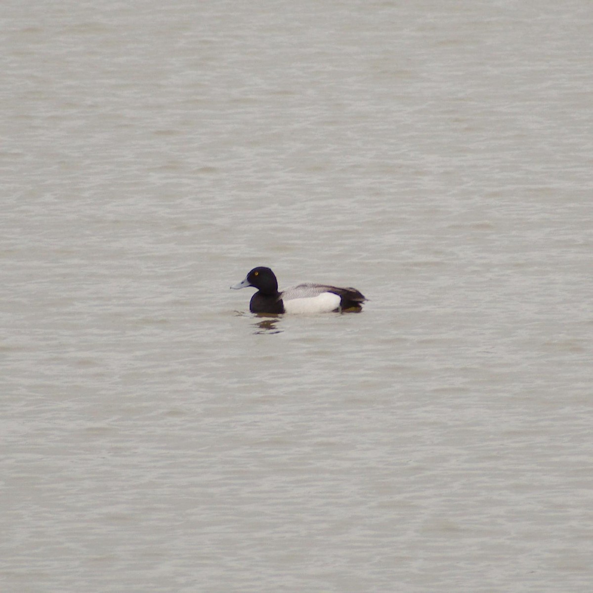 Greater Scaup - ML432016981