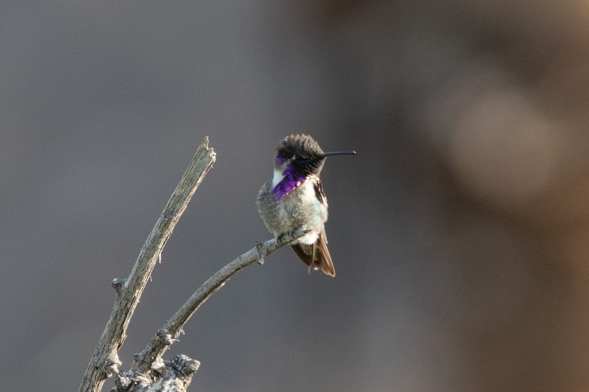 Costa's Hummingbird - ML432021821