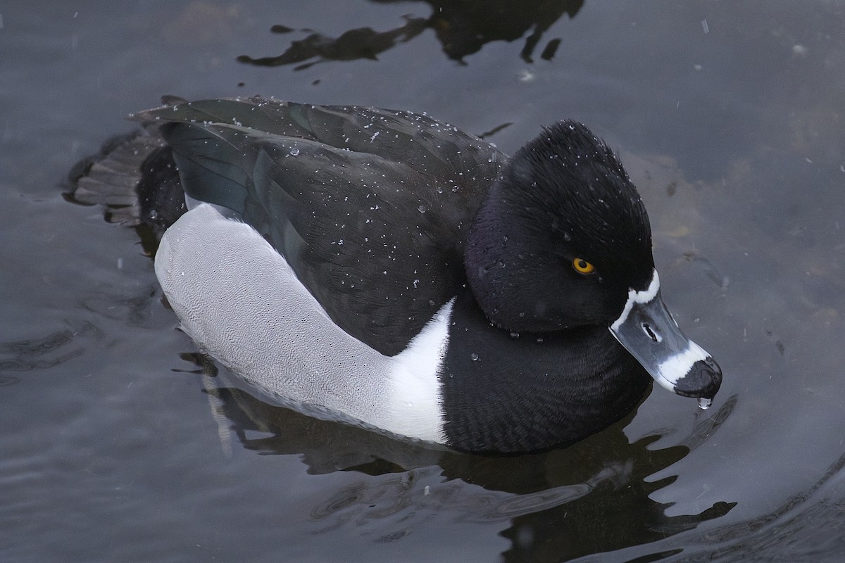Ring-necked Duck - ML43202391