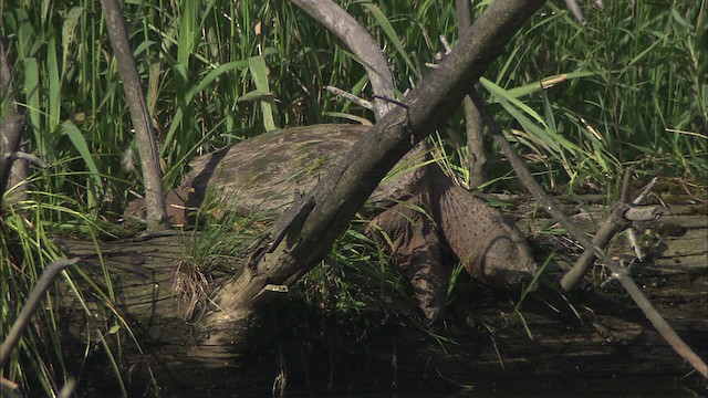 Snapping Turtle - ML432026