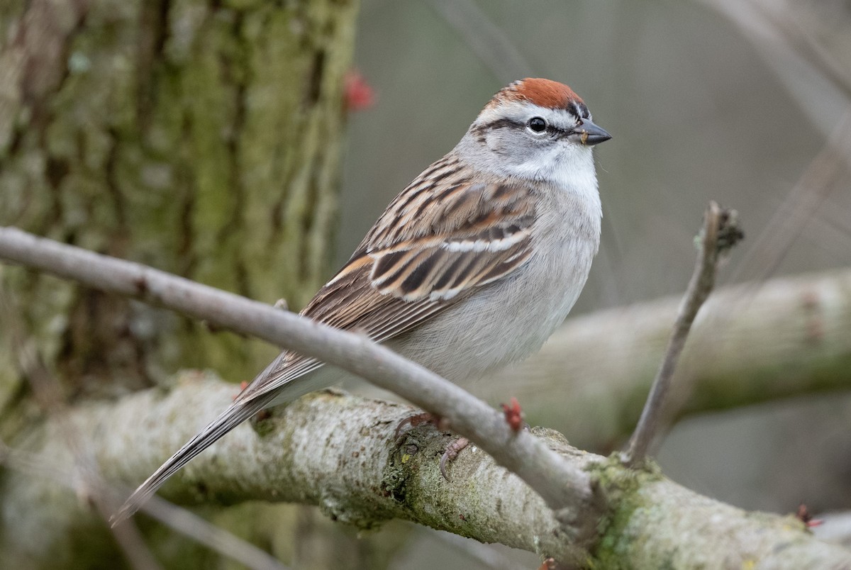 Chipping Sparrow - ML432037831
