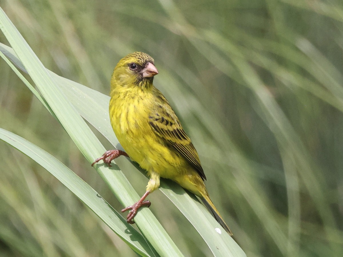 Papyrus Canary - ML432055901