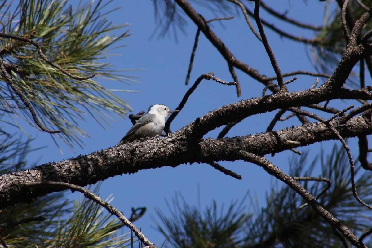 White-breasted Nuthatch - Tory Mathis