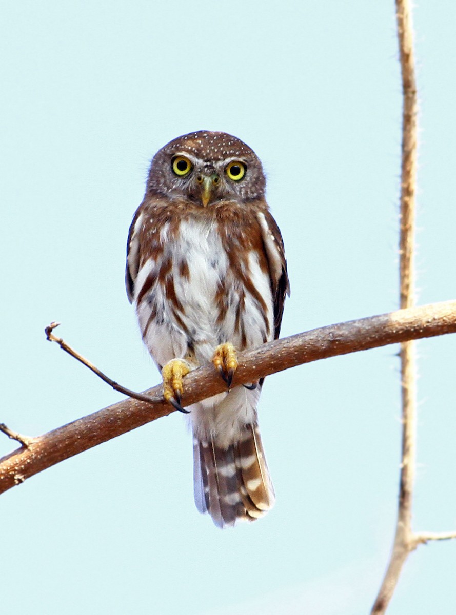Colima Pygmy-Owl - ML43207031