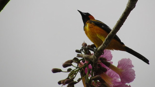 Spot-breasted Oriole - ML432070891