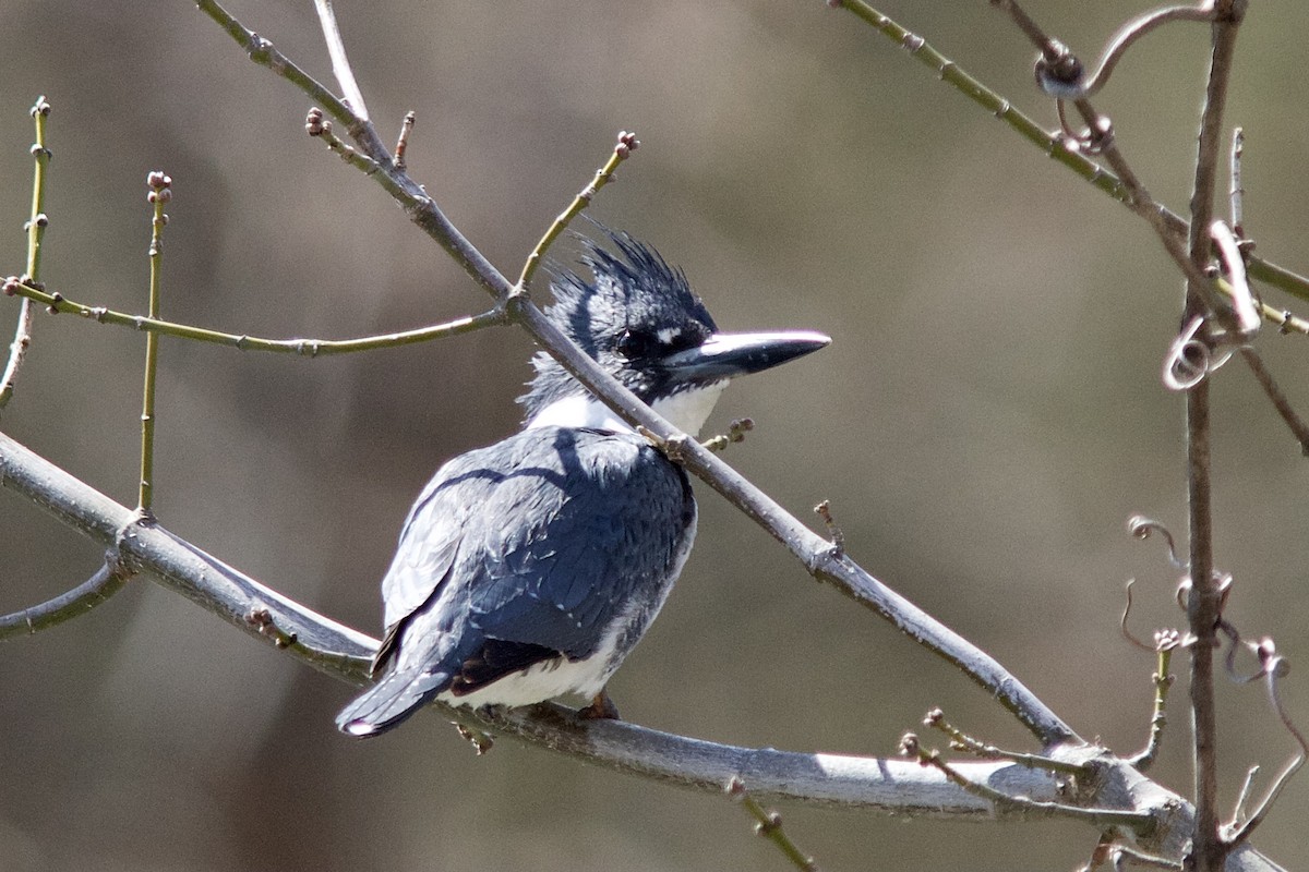Belted Kingfisher - ML432073531